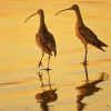 Strand Billed Birds Diamond Painting