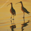 Strand Billed Birds Diamond Painting