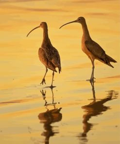 Strand Billed Birds Diamond Painting