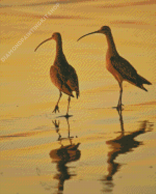 Strand Billed Birds Diamond Painting