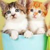 Two Kittens In Cup Diamond Painting