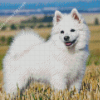 White Spitz Dog Diamond Painting