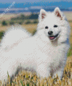 White Spitz Dog Diamond Painting