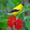 Yellow Finch On Red Flower Diamond Paintings