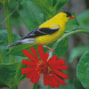 Yellow Finch On Red Flower Diamond Paintings