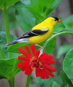 Yellow Finch On Red Flower Diamond Paintings