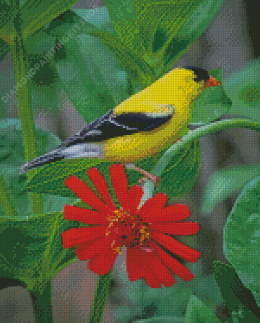 Yellow Finch On Red Flower Diamond Paintings