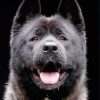 Black American Akita Diamond Painting