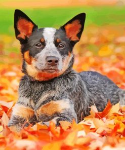 Blue Heeler Diamond Painting