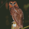 Brown Owl Bird Diamond Painting