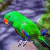 Eclectus Green Bird Diamond Painting