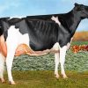 Holstein Cattle Diamond Painting