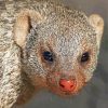 Mongoose Face Diamond Painting