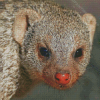 Mongoose Face Diamond Painting