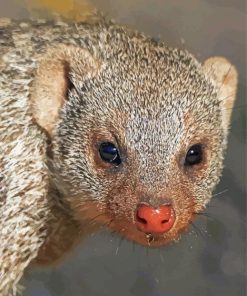 Mongoose Face Diamond Painting