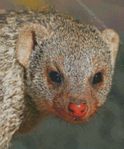 Mongoose Face Diamond Painting