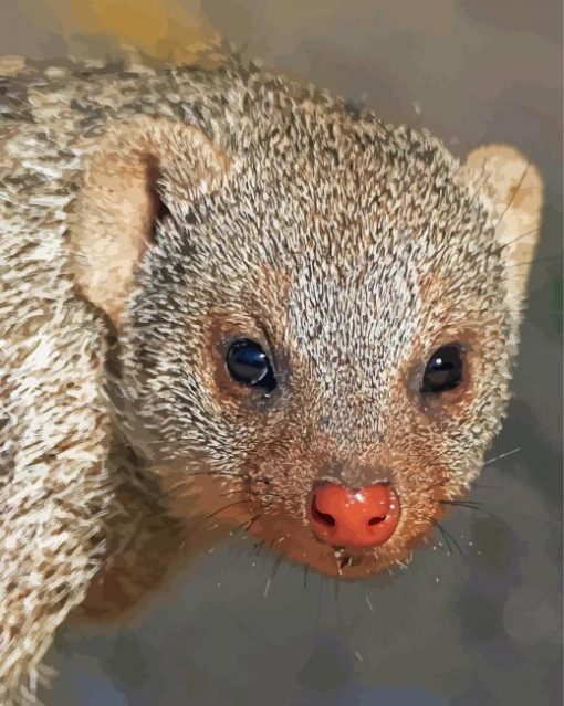 Mongoose Face Diamond Painting