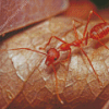 Oecophylla Smaragdina Ant Diamond Painting