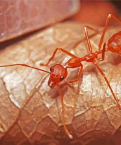 Oecophylla Smaragdina Ant Diamond Painting