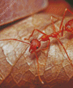 Oecophylla Smaragdina Ant Diamond Painting