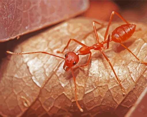 Oecophylla Smaragdina Ant Diamond Painting