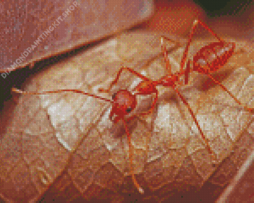 Oecophylla Smaragdina Ant Diamond Painting