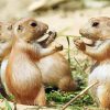 Prairie Dogs Animals Diamond Painting