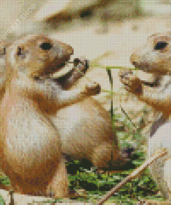 Prairie Dogs Animals Diamond Painting