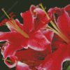 Red Stargazer Lily Flowers Diamond Painting