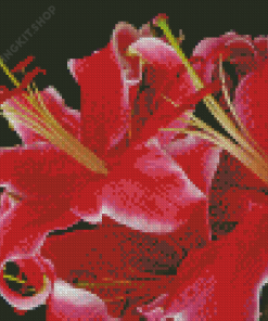 Red Stargazer Lily Flowers Diamond Painting