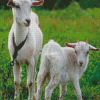 White Goats Diamond Painting