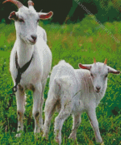 White Goats Diamond Painting