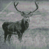 Adorable Black And White Stag Diamond Painting