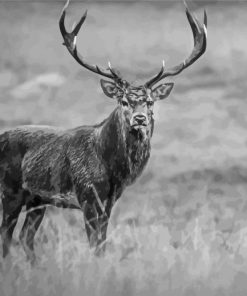 Adorable Black And White Stag Diamond Painting