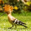 Aesthetic Hoopoe Diamond Painting