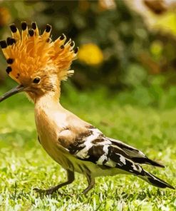 Aesthetic Hoopoe Diamond Painting