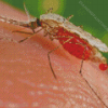 Close Up Marsh Mosquitoes Diamond Painting