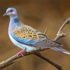 Cool Turtle Dove Diamond Painting