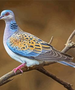 Cool Turtle Dove Diamond Painting