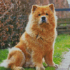 Cute Chow Chow Diamond Painting