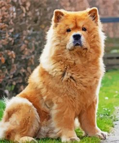 Cute Chow Chow Diamond Painting