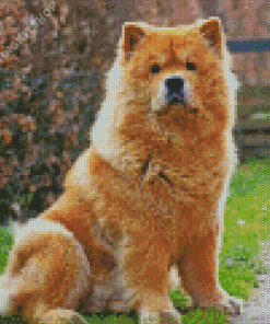 Cute Chow Chow Diamond Painting