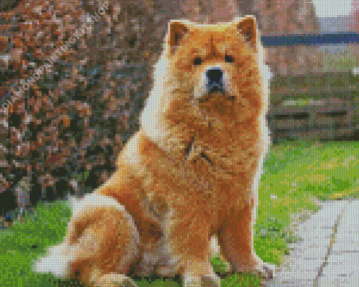 Cute Chow Chow Diamond Painting