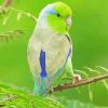 Cute Parrotlet Bird Diamond Painting