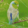 Cute Parrotlet Bird Diamond Painting