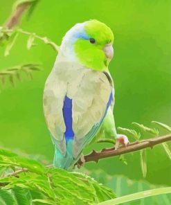 Cute Parrotlet Bird Diamond Painting