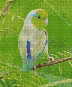 Cute Parrotlet Bird Diamond Painting