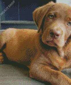 Cute Golden Brown Labrador Diamond Painting