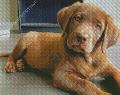 Cute Golden Brown Labrador Diamond Painting