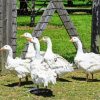 Cute White Geese In The Garden Diamond Painting